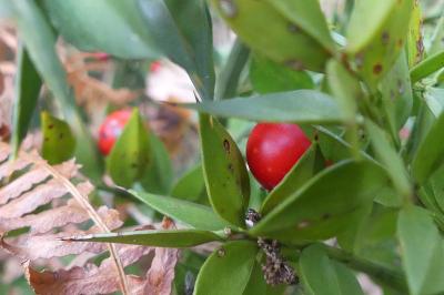 <i>Ruscus aculeatus</i>