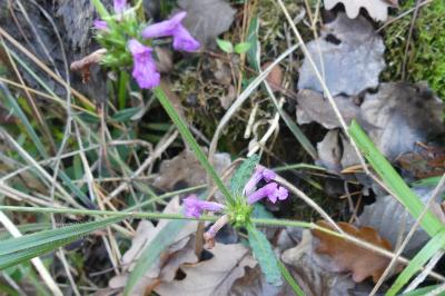 <i>Betonica officinalis</i>
