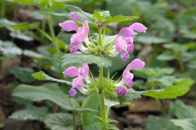 <i>Lamium maculatum</i>