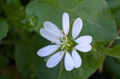 <i>Stellaria media</i>