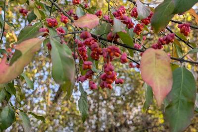 <i>Euonymus europaeus</i>