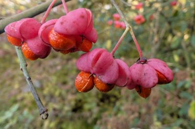 <i>Euonymus europaeus</i>