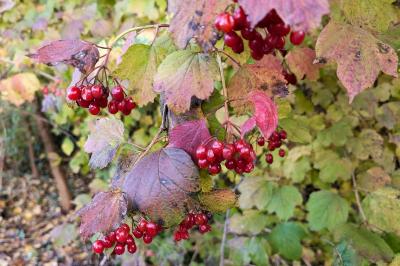 <i>Viburnum opulus</i>
