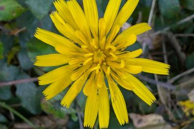 <i>Helminthotheca echioides</i>