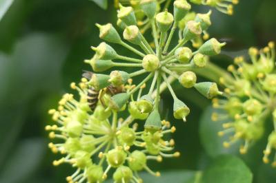 <i>Hedera helix</i>