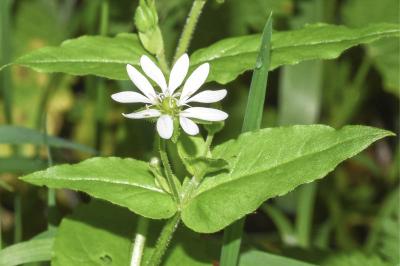 <i>Stellaria aquatica</i>