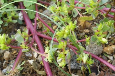 <i>Portulaca oleracea</i>