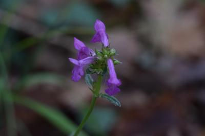 <i>Betonica officinalis</i>