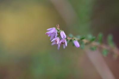 <i>Calluna vulgaris</i>