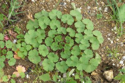 <i>Geranium rotundifolium</i>