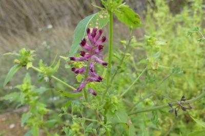<i>Fumaria officinalis</i>