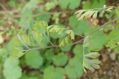 <i>Fumaria officinalis</i>