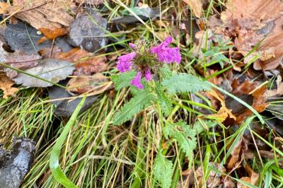<i>Betonica officinalis</i>