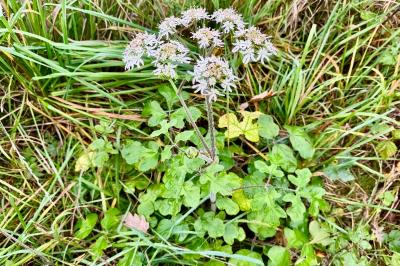 <i>Heracleum sphondylium</i>