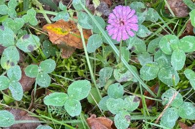 <i>Trifolium pratense</i>