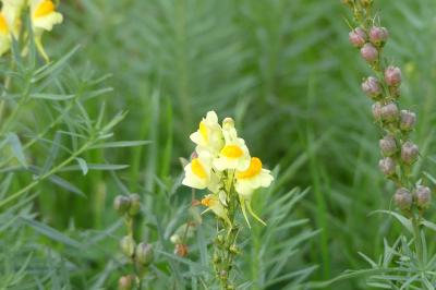 <i>Linaria vulgaris</i>