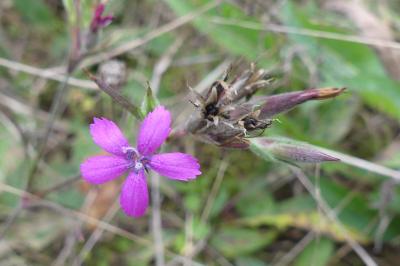 <i>Dianthus armeria</i>