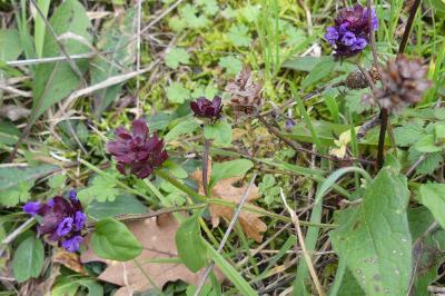 <i>Prunella vulgaris</i>