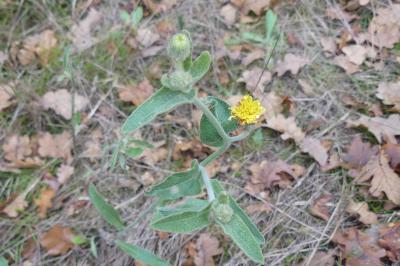 <i>Andryala integrifolia</i>