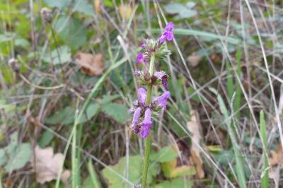 <i>Betonica officinalis</i>
