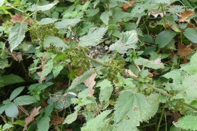 <i>Urtica dioica</i>