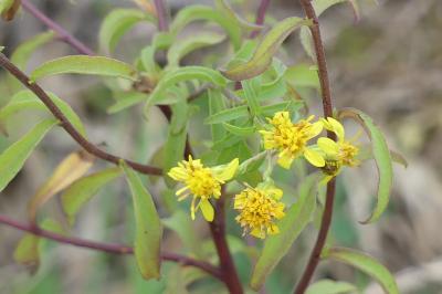 Solidago virgaurea