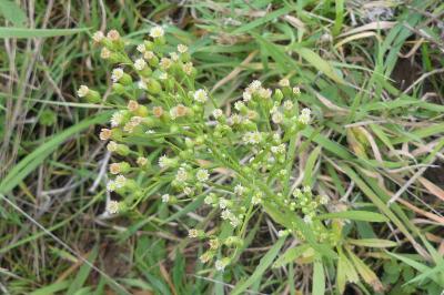 <i>Erigeron canadensis</i>