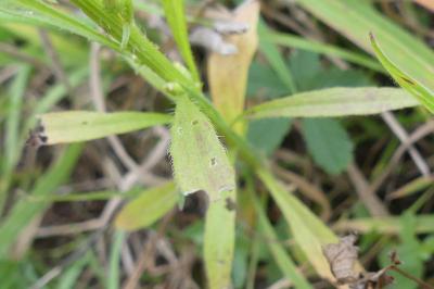 <i>Erigeron canadensis</i>