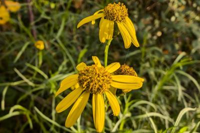 <i>Senecio inaequidens</i>