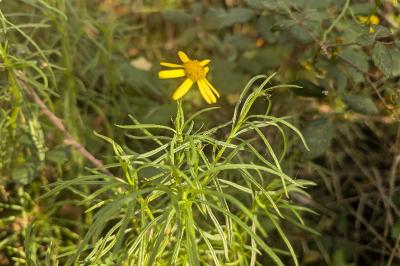 <i>Senecio inaequidens</i>