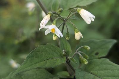 <i>Solanum nigrum</i>
