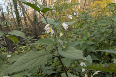 <i>Solanum nigrum</i>