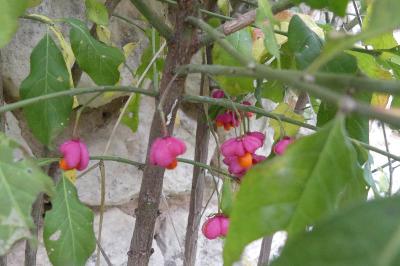 <i>Euonymus europaeus</i>