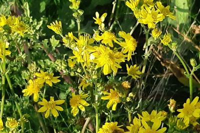 <i>Jacobaea vulgaris</i>