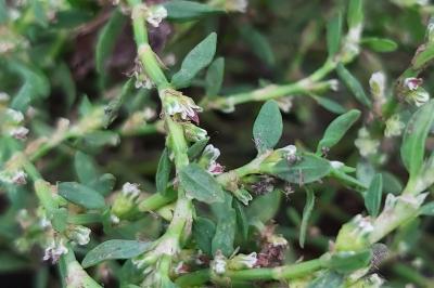 <i>Polygonum aviculare</i>