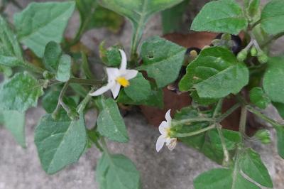 <i>Solanum nigrum</i>
