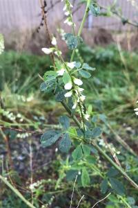 <i>Melilotus albus</i>