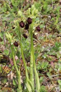 <i>Ophrys aranifera</i>