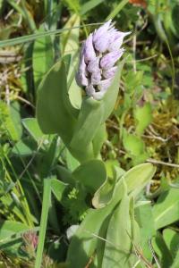 <i>Orchis simia</i>