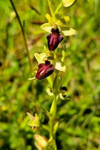 <i>Ophrys aranifera</i>
