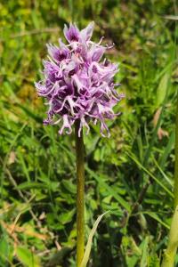 <i>Orchis simia</i>