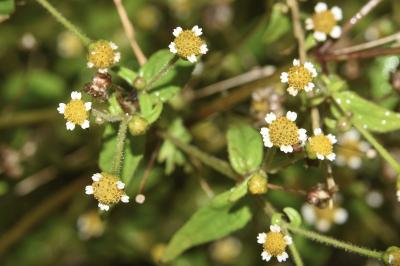 <i>Galinsoga parviflora</i>