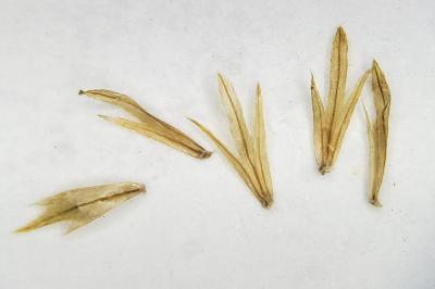 <i>Galinsoga parviflora</i>