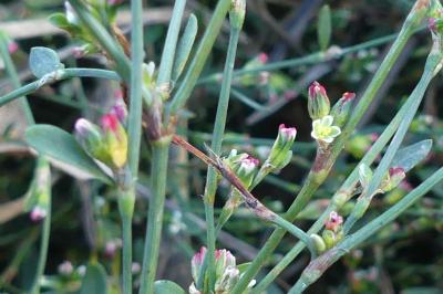 <i>Polygonum aviculare</i>