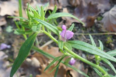 <i>Misopates orontium</i>