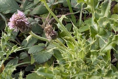 <i>Cirsium arvense</i>