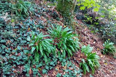 <i>Asplenium scolopendrium</i>