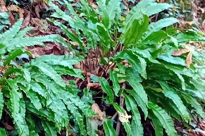 <i>Asplenium scolopendrium</i>