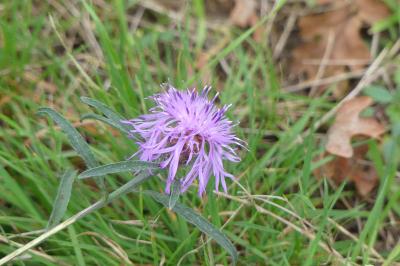 <i>Centaurea decipiens</i>
