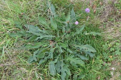 <i>Centaurea decipiens</i>